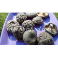 Shiitake seco / seta de shiitake lisa y seca